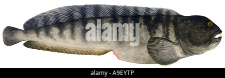 Atlantic Wolffish, Cat Fish, Common Catfish (Anarhichas lupus), drawing Stock Photo