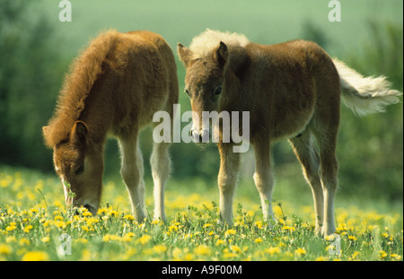 Shetland Pony (Equus caballus), two foals on the pasture Stock Photo