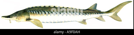 European Sea Sturgeon, Common Sturgeon, Baltic Sturgeon (Acipenser sturio), drawing Stock Photo