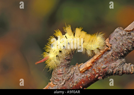 Pale Tussock, Red tail Moth (Dasychira pudibunda, Calliteara pudibunda), caterpillar Stock Photo