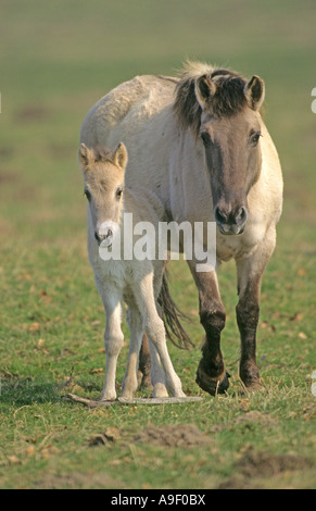 Konik horses, breeding back of the Tarpan breed, at a watering hole ...