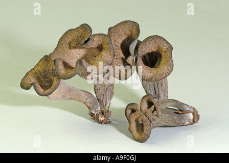 Horn of Plenty (Craterellus cornucopioides), studio picture Stock Photo