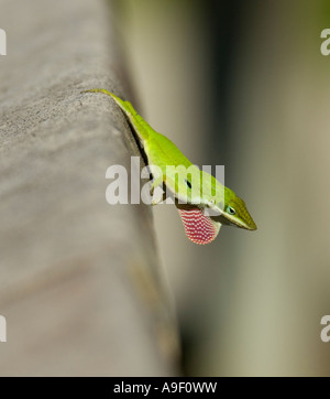 Green anole displaying or Carolina anole   Anolis carolinensis  Everglades National Park - Florida - USA Stock Photo
