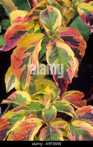 Cornus florida 'Cherokee Sunset', detail,  red, green, yellow, Dogwood, variegated leaf, foliage plant, garden, dogwoods Stock Photo