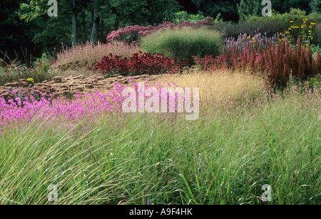 Pensthorpe Millennium Garden, Norfolk, England, Grasses, Lythrum, Echinacea, Sedum, drift, prairie planting, Piet Oudolf garden Stock Photo