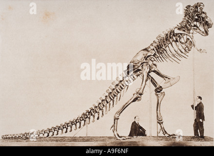 Skeleton of the Tyrannosaurus Rex.  In the American Museum of Natural History New York. Stock Photo