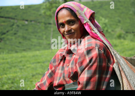 Tea leaf picker at work on a tea estate in the fields above Munnar, a genuine hill station in Kerala, South India Stock Photo