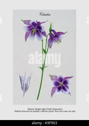 Botanical illustration of Aquilegia flower, native to North America also known as Columbine, or Granma's Bonnet Stock Photo