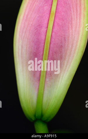 Lilium, Stargazer Lily, hybrid of Oriental Lilies. Macro shot of bud, focusing on design, shape and lime and cerise colors Stock Photo