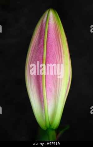 Perfect bud of a Stargazer Lily, a hybrid of an Oriental Lily. The bud is ripe, ready to open into a spectacular flower Stock Photo