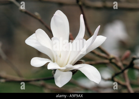 Star Magnolia - Magnolia stellata Rosea Stock Photo