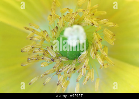 Welsh Poppy - Meconopsis cambrica Stock Photo