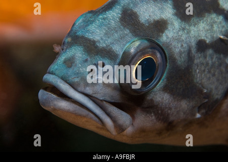 blue rockfish (Sebastes mystinus) at Santa Cruz Island, California Stock Photo