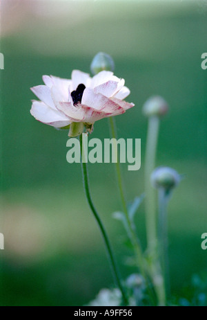 purple lilac white flower Stock Photo