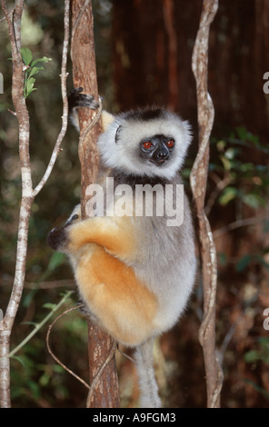 diadem sifaka, diademed sifaka (Propithecus diadema), holding on to tree trunk, Madagascar Stock Photo