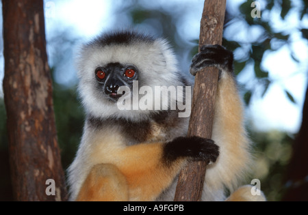 diadem sifaka, diademed sifaka (Propithecus diadema), portrait, Madagascar Stock Photo