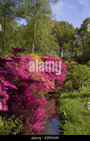 Hoveton Hall Gardens Norfolk UK May Stock Photo