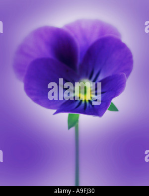 COMMON NAME Pansy LATIN NAME Viola Stock Photo