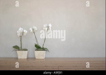 Two potted orchids in front of wall on shelf Stock Photo
