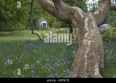 London Plane Tree x Piatanus hispanicus Stock Photo