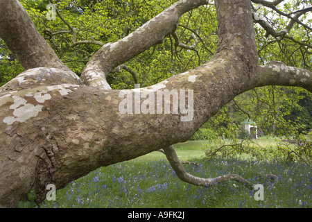 London Plane Tree x Piatanus hispanicus Stock Photo