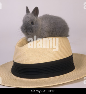 Young Rabbit and Panama Hat Stock Photo