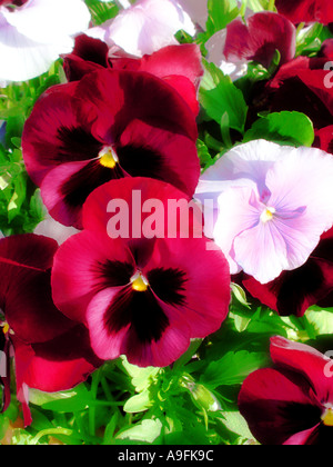 COMMON NAME Pansy LATIN NAME Viola Stock Photo