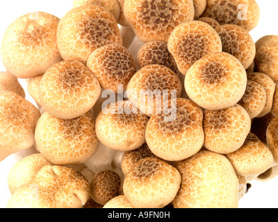 Fresh Uncooked Healthy Buna Shimeji Mushrooms Against A White Background With No People Stock Photo