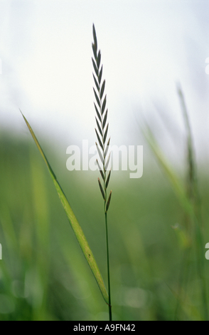 quackgrass (Agropyron repens, Elymus repens), inflorescence Stock Photo