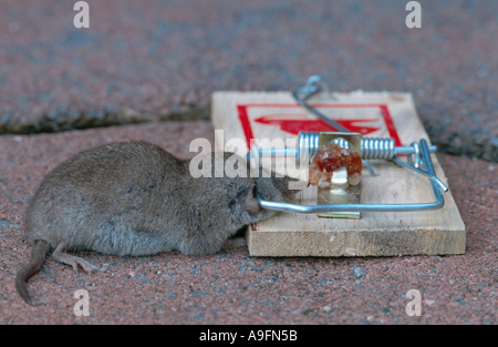 shrew (Crocidura spec.), caught in mouse trap, Germany Stock Photo