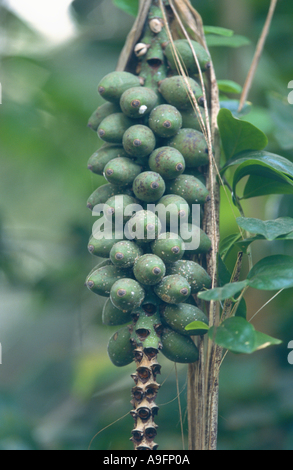 sentry palm, curly plam (Howea belmoreana, Kentia belmoreana), fruits Stock Photo