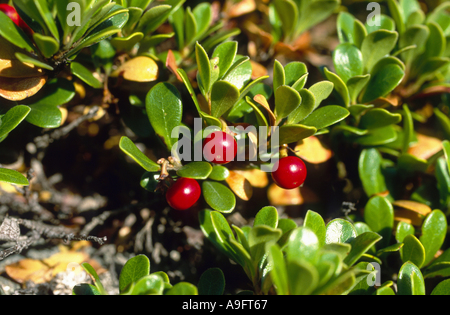 bearberry (Arctostaphylos uva-ursi), fruiting plant, Switzerland, Alps Stock Photo