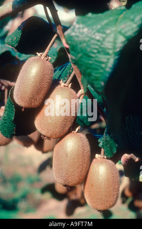 Kiwifruits Stock Photo