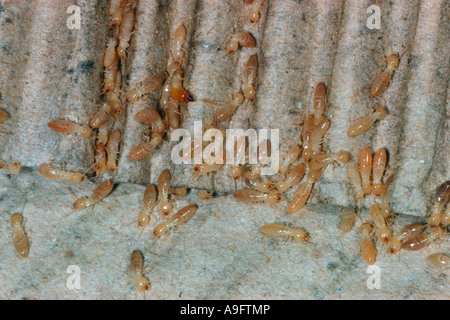 Termites, Reticulitermes lucifugus. Workers and soldier. Colony in cardboad Stock Photo
