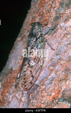 Cicada, Cicada orni. Stock Photo