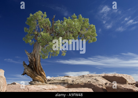 Utah juniper (Juniperus osteosperma), single tree against blue sky, USA, Utah Stock Photo