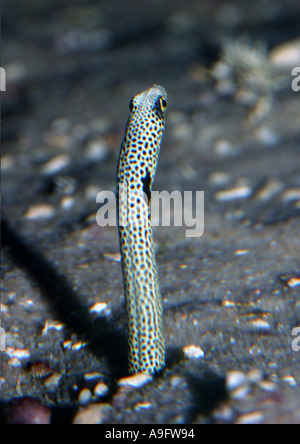 spotted garden eel (Heteroconger hassi), Indian Ocean, looking out of its tube Stock Photo