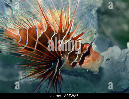 radial firefish, longhorn firefish, clearfin turkeyfish (Pterois radiata), Indopacific Stock Photo
