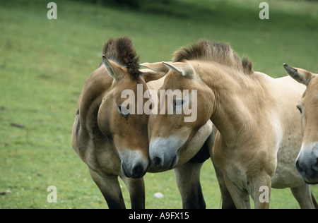 Two horses standing side by side Stock Photo - Alamy