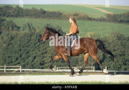 Kabarda horse (Equus przewalskii f. caballus), gelding Sigment, 12 years old, trotting Stock Photo