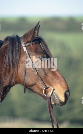 Kabarda horse (Equus przewalskii f. caballus), gelding Sigment, 12 years old, portrait Stock Photo
