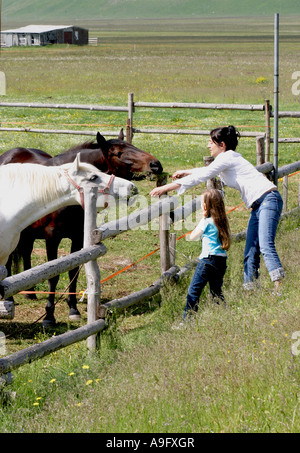 Feeding horses  on the Piano Grande ,Sibillini National Park, Le Marche Italy Stock Photo