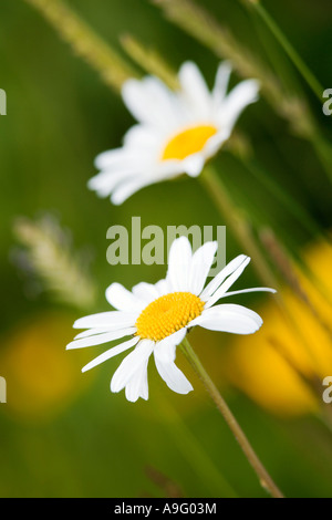 A pair of Oxeye Daisy flowers, (Leucanthemum vulgare), photographed against a soft focus green background Stock Photo