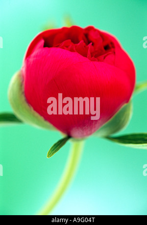 Close up of a red Peony, Paeonia. Stock Photo