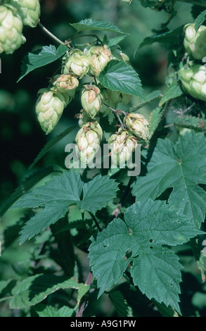 common hop (Humulus lupulus), female infrutescences, Germany