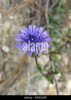 Shrubby Globularia (Globularia alypum), inflorescence, Spain, Majorca Stock Photo