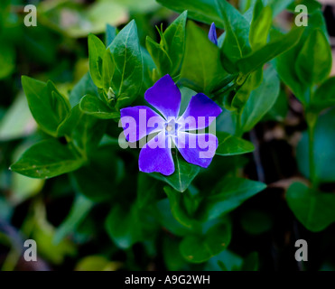 Greater Periwinkle Vinca major flower in early spring Arizona Stock Photo