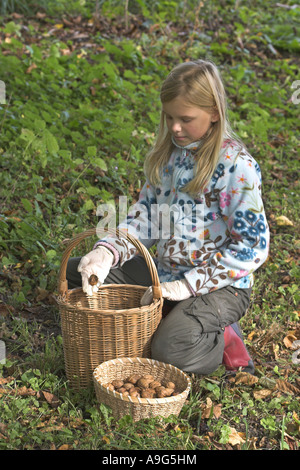 walnut (Juglans regia), girl collecting walnuts Stock Photo