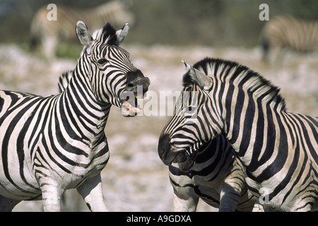 Common Zebra (Equus quagga), small group, fighting, threating, showing teeth, Namibia, Ovamboland, Etosha NP Stock Photo