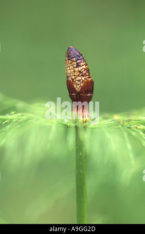 sylvan horsetail, wood horsetail, woodland horsetail (Equisetum sylvaticum), sporophyll, Norway, Nord-Trondelag